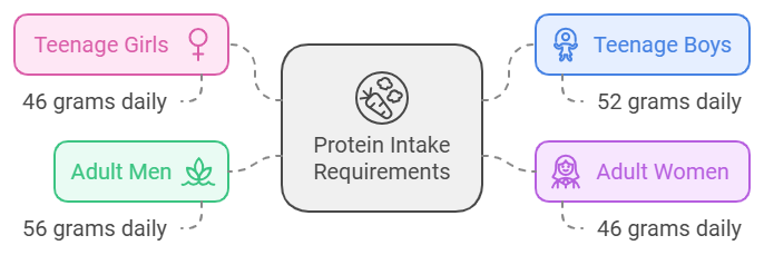 protein intake requirements