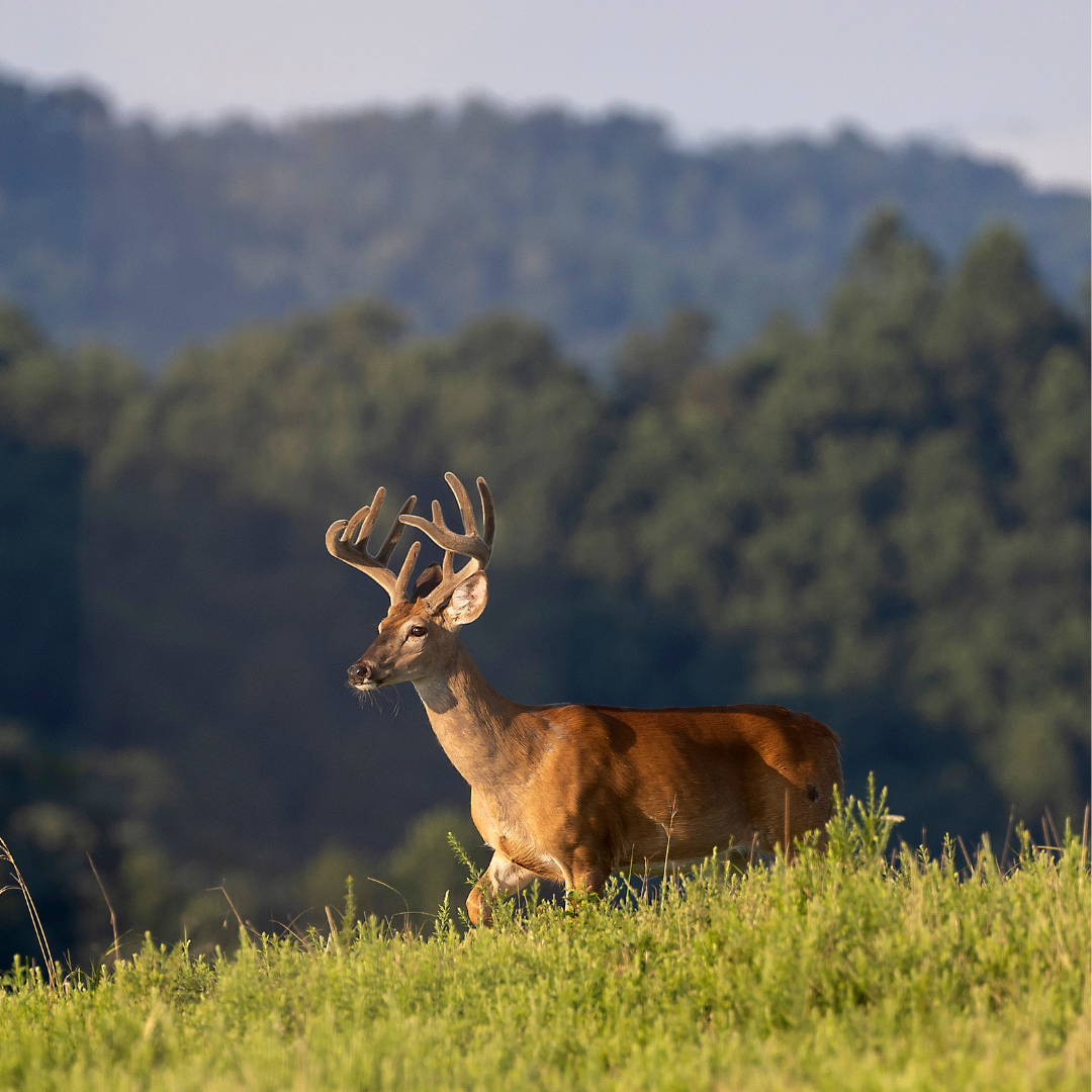 category spotlight image