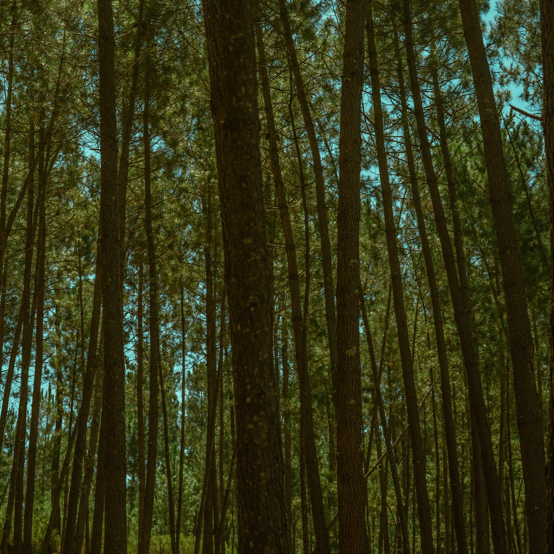 category spotlight image