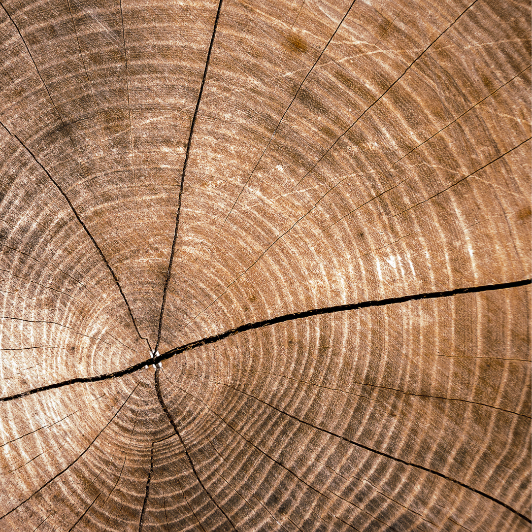 category spotlight image